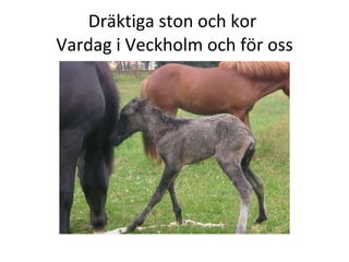 Dr?ktiga ston och kor  Vardag i Veckholm och f?r oss 