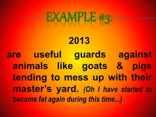 EXAMPLE #3:
2013
are useful guards against
animals like goats & pigs
tending to mess up with their
master’s yard. (Oh I have started to
become fat again during this time...)
 