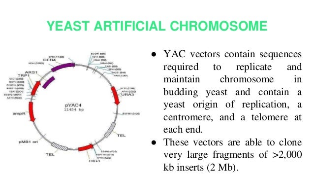 plasmid vector