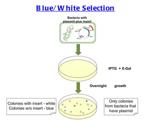 Blue/White Selection Only colonies from bacteria that  have plasmid IPTG  + X-Gal Overnight  growth Bacteria with plasmid plus insert Colonies with insert - white Colonies w/o insert - blue 