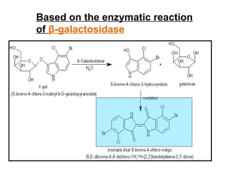 Based on the enzymatic reaction of  β -galactosidase 