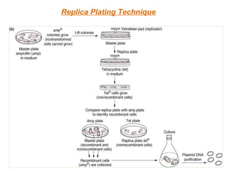Replica Plating Technique 