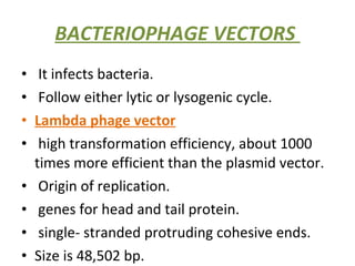 BACTERIOPHAGE VECTORS  It infects bacteria. Follow either lytic or lysogenic cycle. Lambda phage vector high transformation efficiency, about 1000 times more efficient than the plasmid vector. Origin of replication. genes for head and tail protein. single- stranded protruding cohesive ends. Size is 48,502 bp. 
