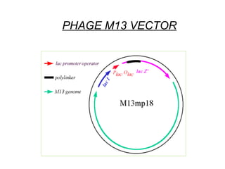 PHAGE M13 VECTOR 