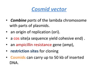 Cosmid vector Combine  parts  of the lambda chromosome with parts of plasmids. an origin of replication (ori). a  cos  site(a sequence yield cohesive end) . an  ampicillin resistance  gene ( amp ),  restriction sites   for cloning  Cosmids  can carry up to 50 kb of inserted DNA.  