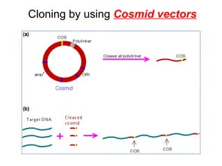 Cloning by using  Cosmid vectors 