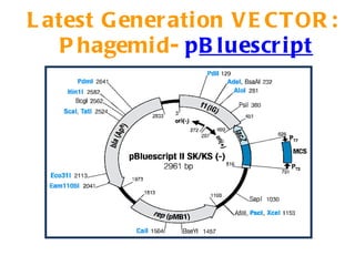 Latest Generation VECTOR:  Phagemid-  p Bluescript 