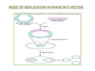MODE OF REPLICATION IN PHAGE M13 VECTOR 
