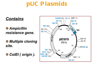 pUC Plasmids Contains Ampicillin resistance gene. Multiple cloning site. ColEI ( origin ). 