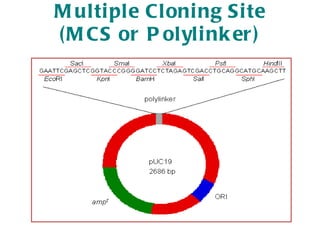 Multiple Cloning Site (MCS or Polylinker) . 