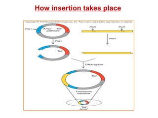 How insertion takes place 
