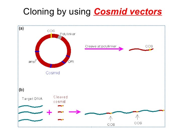 cloning vector
