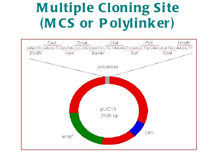 cloning vector cloning vector