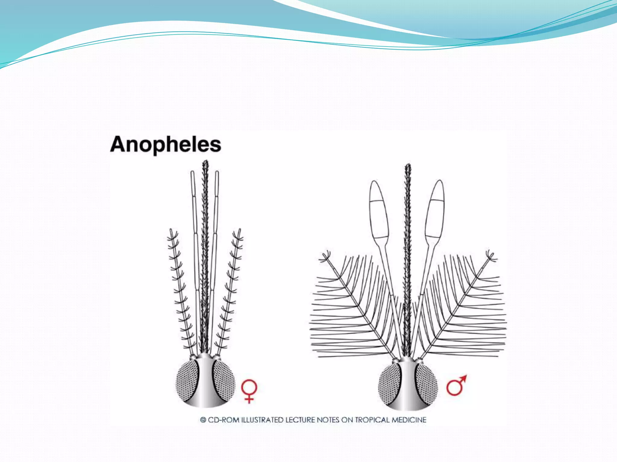 Vector and rodent control