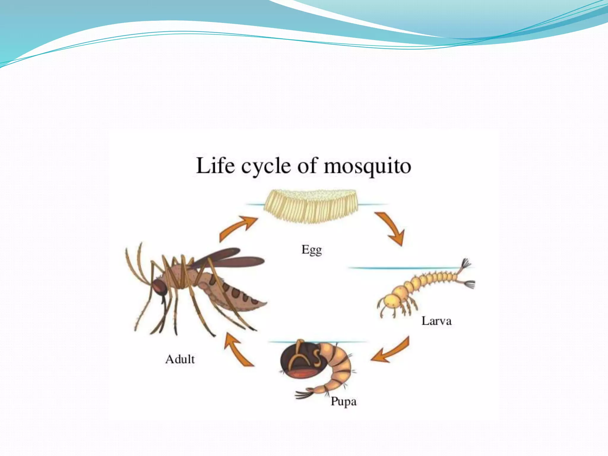 Vector and rodent control