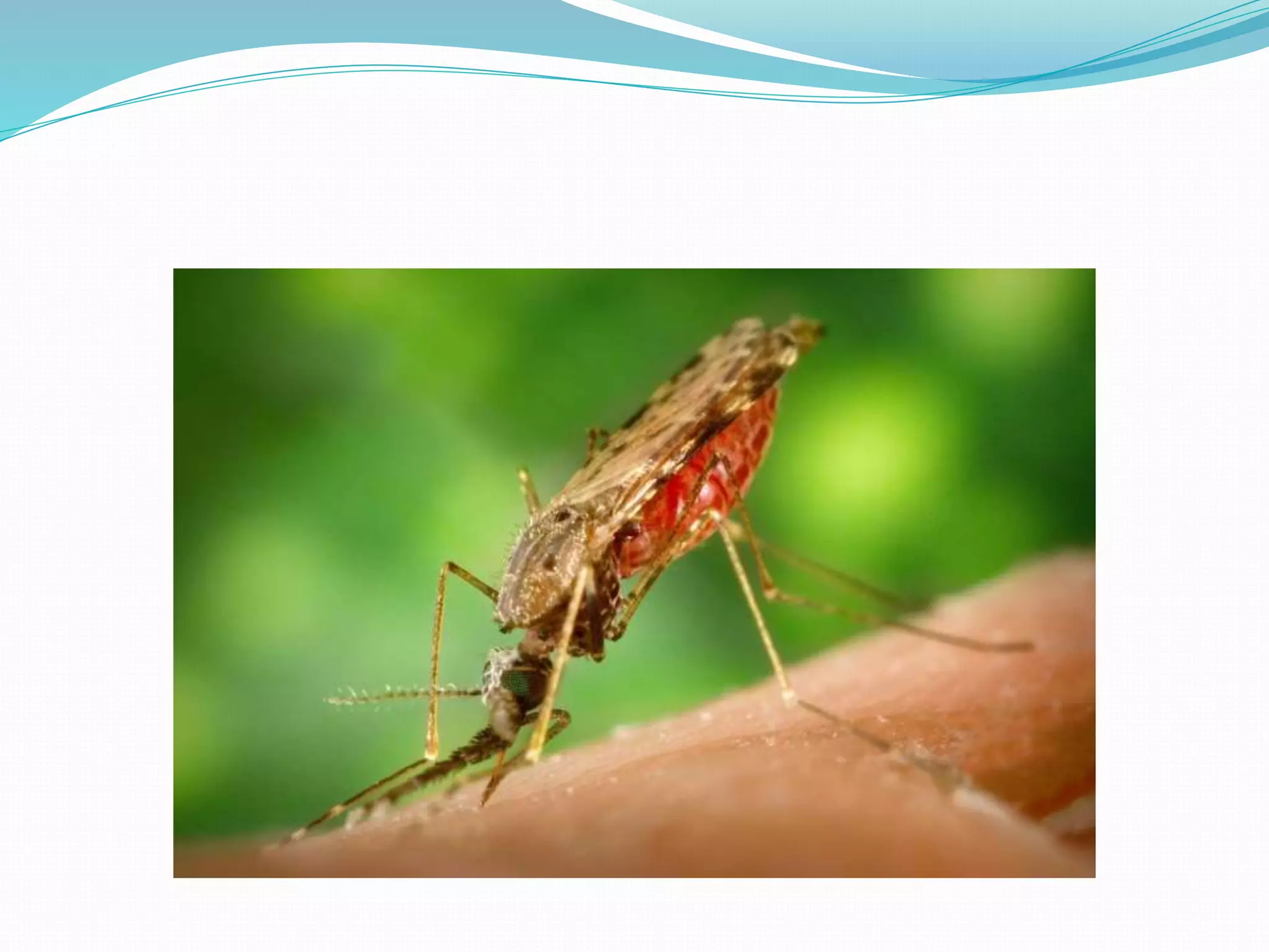 Vector and rodent control