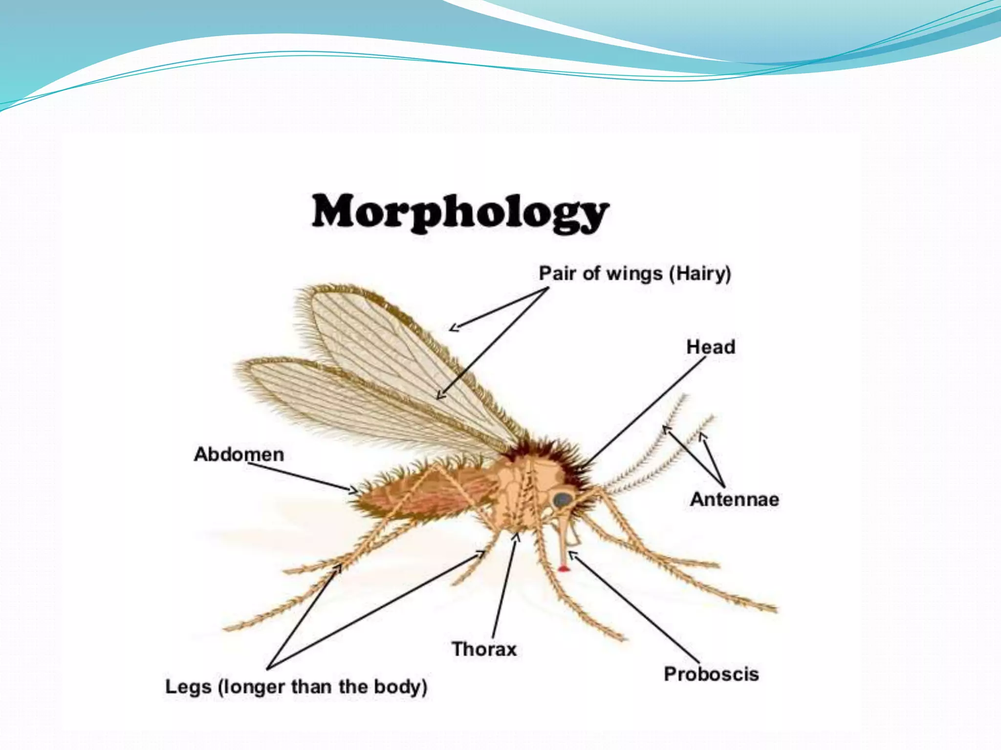 Vector and rodent control