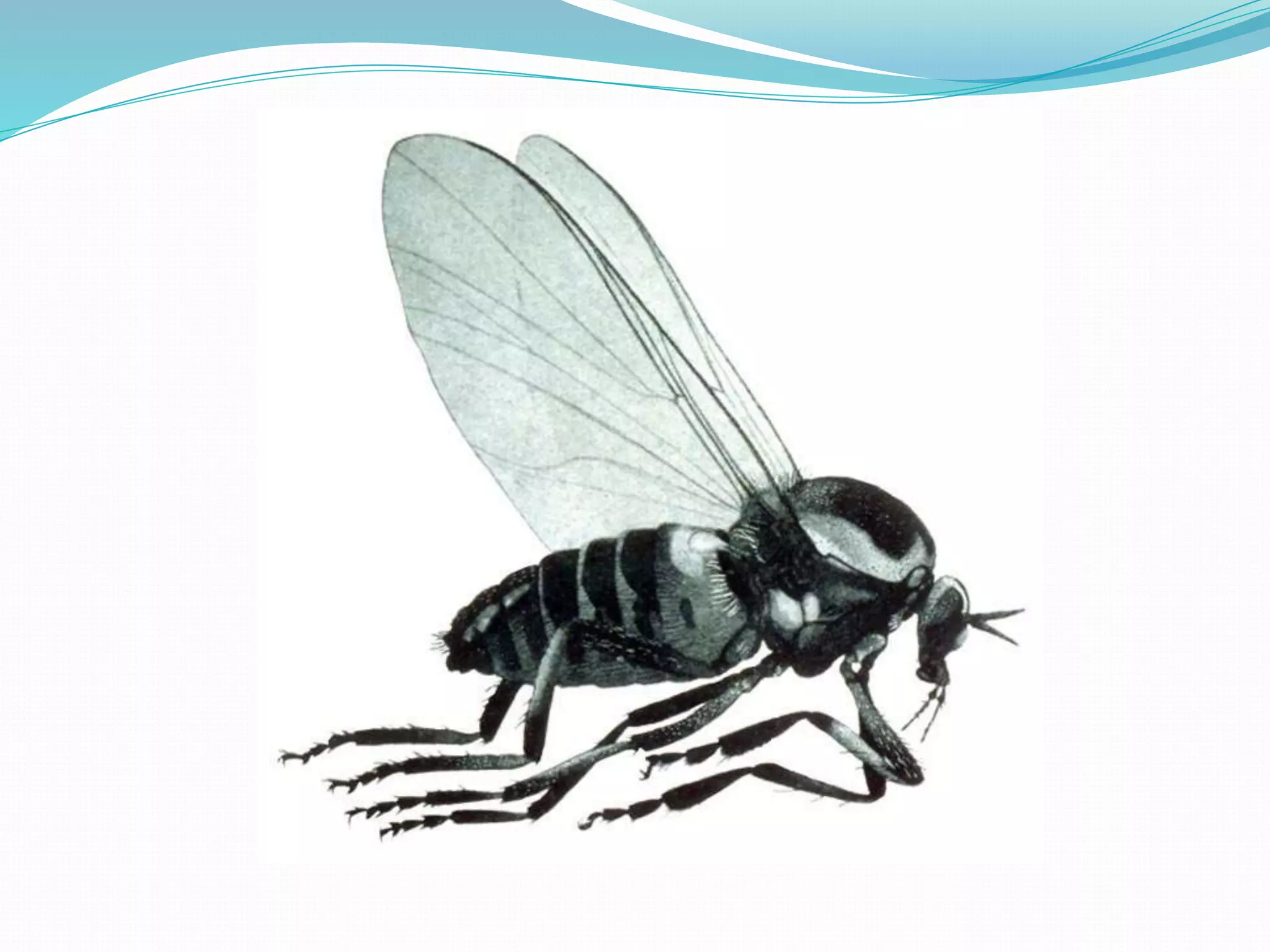 Vector and rodent control