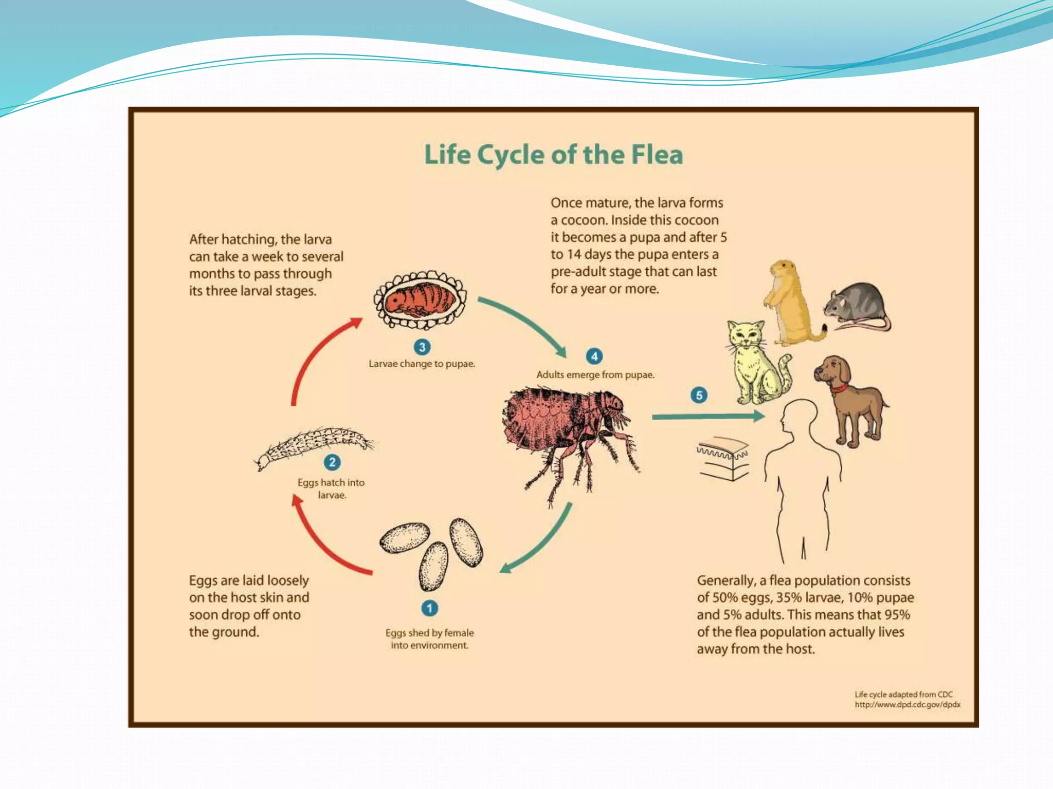Vector and rodent control