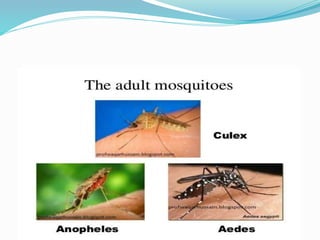 Vector and rodent control