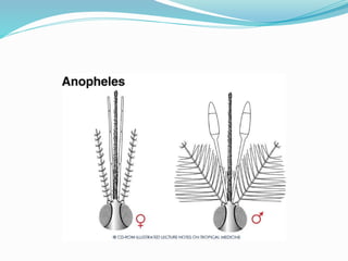 Vector and rodent control