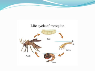 Vector and rodent control