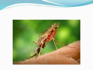 Vector and rodent control