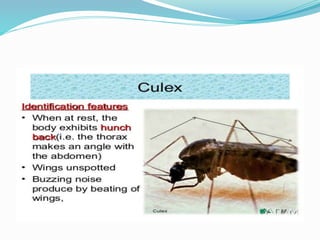 Vector and rodent control