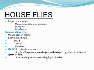 Vector and rodent control