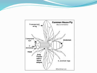 Vector and rodent control