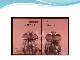 Vector and rodent control