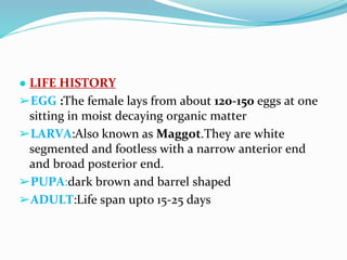 Vector and rodent control