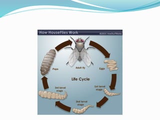 Vector and rodent control