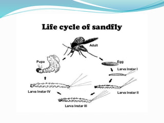 Vector and rodent control