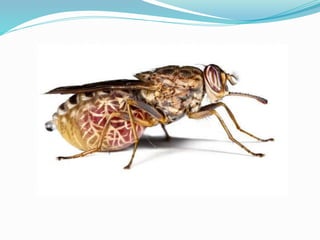 Vector and rodent control