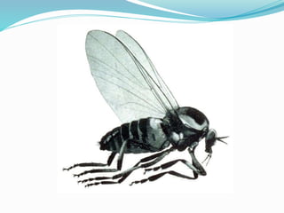 Vector and rodent control