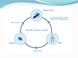 Vector and rodent control