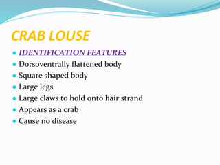 Vector and rodent control