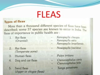 Vector and rodent control