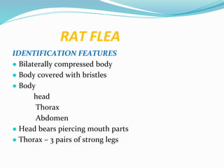 Vector and rodent control