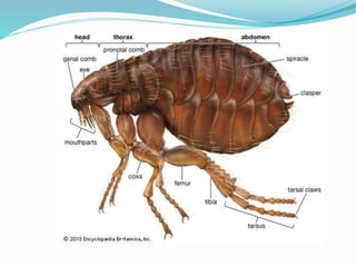 Vector and rodent control