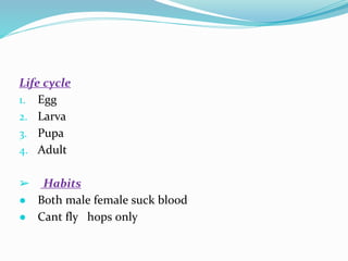 Vector and rodent control