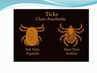 Vector and rodent control