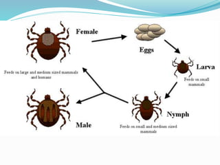 Vector and rodent control