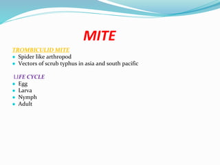 Vector and rodent control