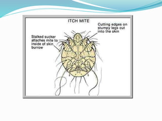 Vector and rodent control