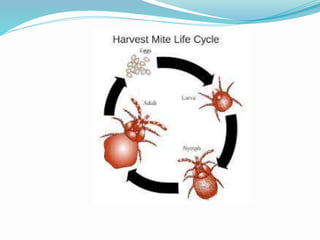 Vector and rodent control