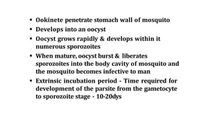  Ookinete penetrate stomach wall of mosquito
 Develops into an oocyst
 Oocyst grows rapidly & develops within it
numerous sporozoites
 When mature, oocyst burst & liberates
sporozoites into the body cavity of mosquito and
the mosquito becomes infective to man
 Extrinsic incubation period - Time required for
development of the parsite from the gametocyte
to sporozoite stage - 10-20dys
 