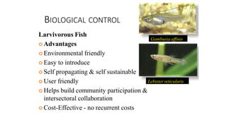 BIOLOGICAL CONTROL
Larvivorous Fish
 Advantages
 Environmental friendly
 Easy to introduce
 Self propagating & self sustainable
 User friendly
 Helps build community participation &
intersectoral collaboration
 Cost-Effective - no recurrent costs
Gambusia affinis
Lebister reticularis
 