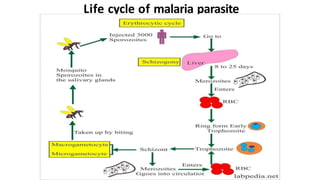 Life cycle of malaria parasite
 